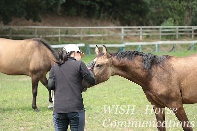 馬に好かれる乗馬