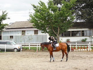 馬と人との絆を感じる乗馬を