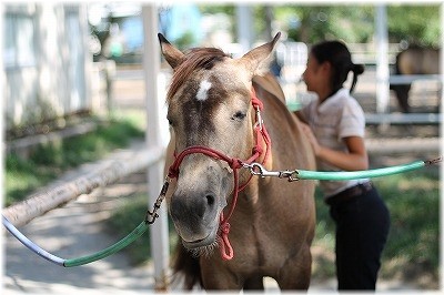 あなたが探していた新しい世界、本当の乗馬の世界へ