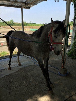 馬も猫みたいに伸びをします