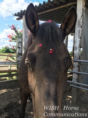 馬の花飾り
