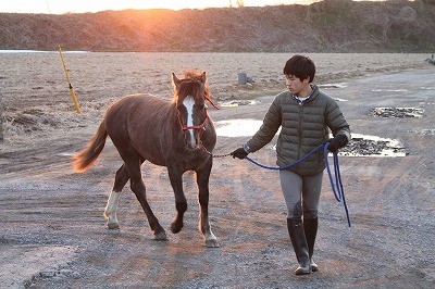 夕焼け色の乗馬