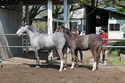 子馬の成長