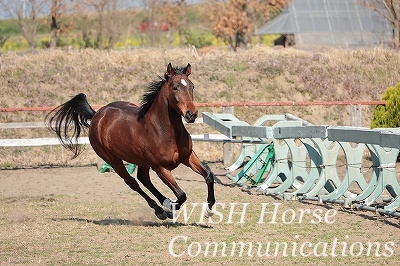 自分の馬