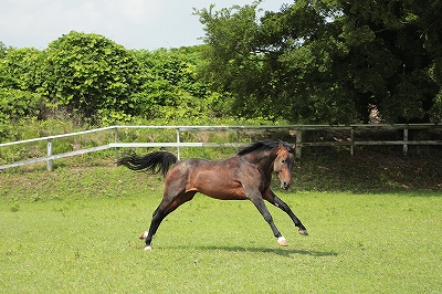 馬を健康に飼う