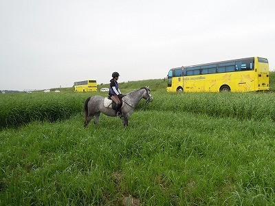 乗馬の基本、知識、練習内容