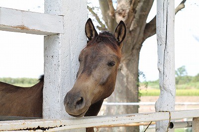 安心安全な乗馬をしてください