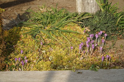 乗馬クラブの花壇