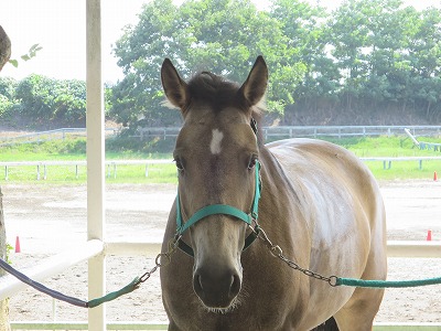 私達の馬育て