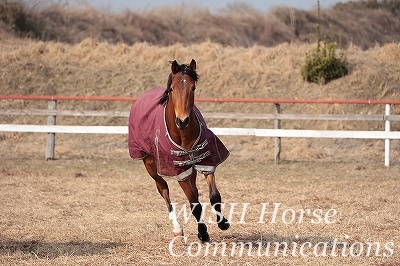 駈け寄ってくる馬