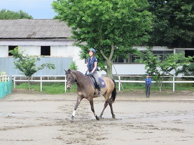 馬場馬術の経路練習