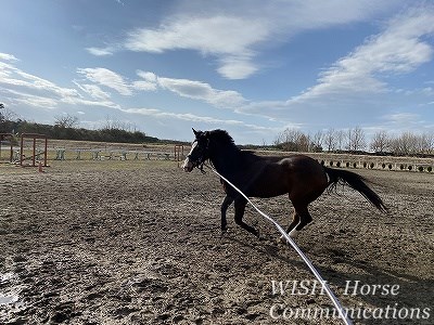 馬の調馬索調教
