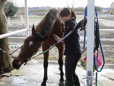 馬の上手な手入れ