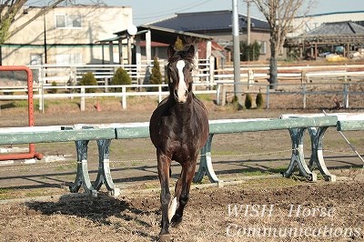 走って来てくれる馬