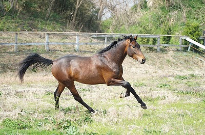 馬のお腹を脚で蹴っている人は馬が好きではない