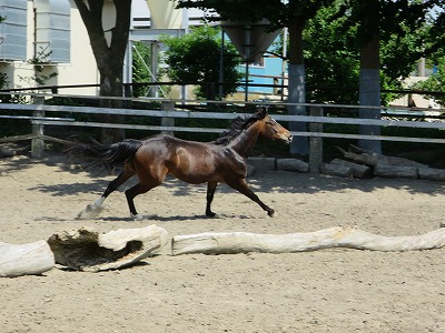 健康でよく調教された馬に乗ればみんな上達するよ