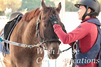 乗馬　馬がなつく