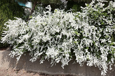 牧場　雪柳