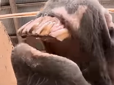 馬の歯