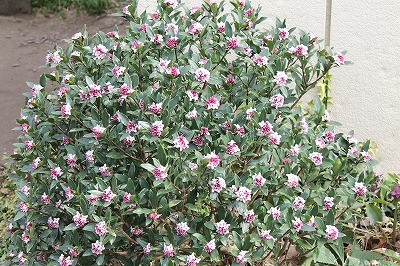 乗馬クラブの沈丁花