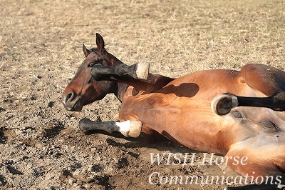 馬に好きになってもらう乗馬
