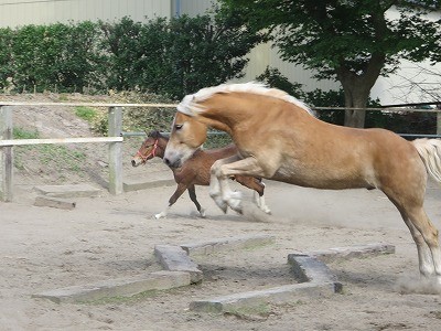 馬を馬らしく