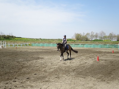 馬はきめ細やか