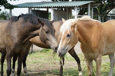 乗馬のヒント