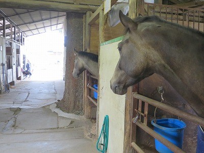 馬が甘えて鼻をならす