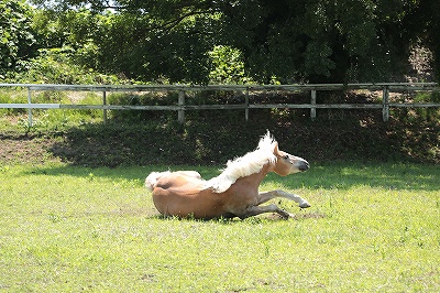 馬の照れ隠し