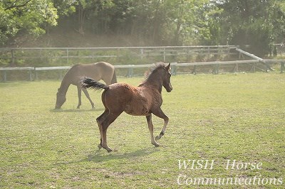 乗馬は馬次第