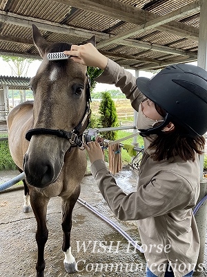 馬のたてがみ手入れ