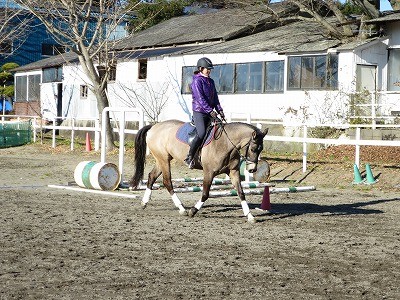 馬は柔軟が従順へ