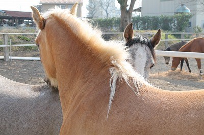馬の心を知ろう