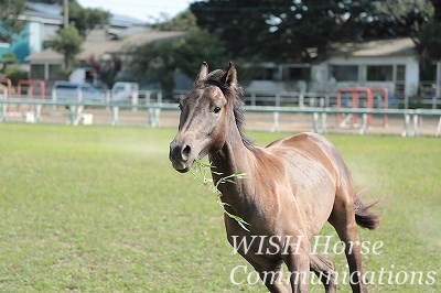 協調する乗馬