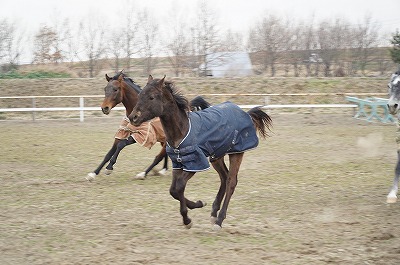 健康な乗馬は健康な馬から