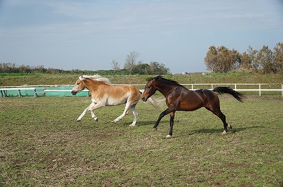 馬たちのダッシュ！