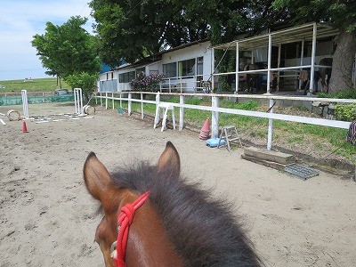 新馬調教　速歩のリズム