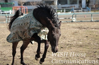 かっこいい乗馬