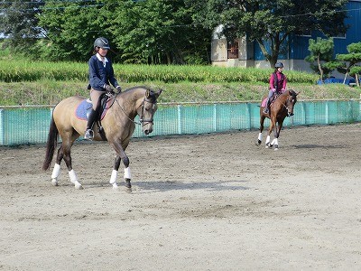 シルキーな馬達