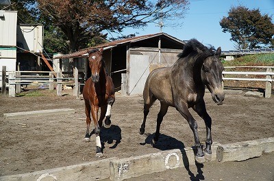 自由に走りまわる馬達