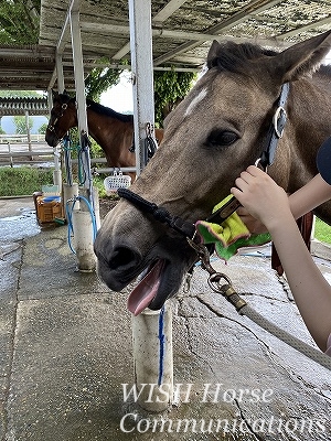 馬を気持ち良くする手入れ