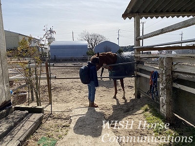 馬の気持ち