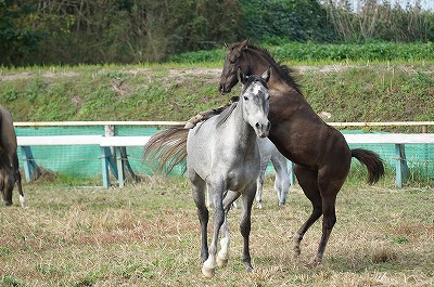 馬の社会性が見られる乗馬クラブ