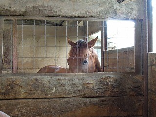 馬の可愛い表情