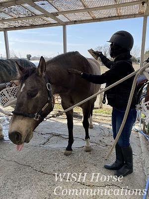 優しい人が優しいままでいられる乗馬
