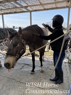 優しい人が優しいままでいられる乗馬