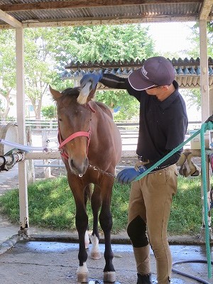 馬の心をくみ取る