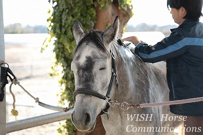 シャンプーが気持ちいい馬