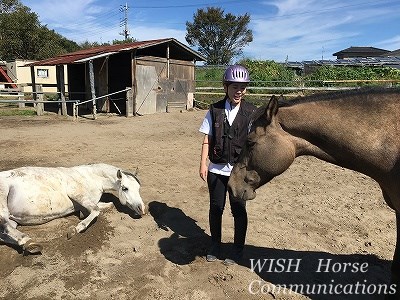 馬はしつけが大事だ！